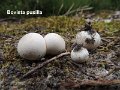 Bovista dermoxantha-amf360